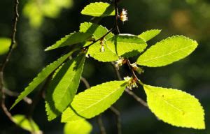 Jede lutschtablette now® holunderbeere & zink enthält holunderbeerenkonzentrat, das mit zink und vitamin c formuliert ist. Chinesische Ulme Baum Blatt grün Rinde hellbraun Ulmus ...