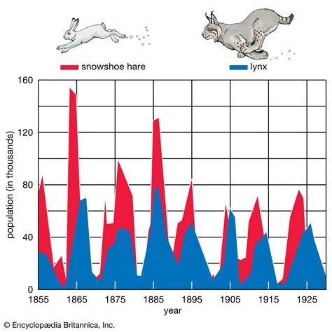 Hare | Mammal Adaptations, Habitat & Diet | Britannica