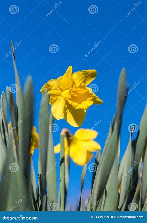 Daffodils Against Blue Sky Stock Photo Image Of Copyspace Blossom