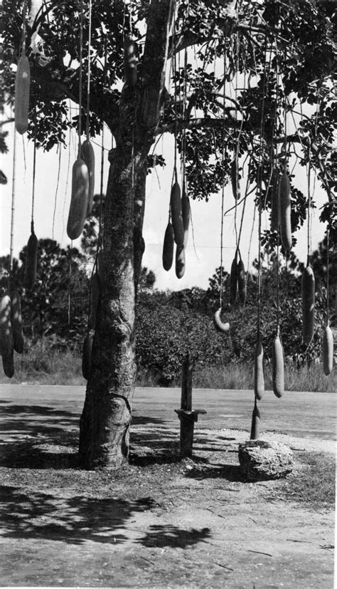 Florida Memory Sausage Tree Kigelia Africana Miami Florida