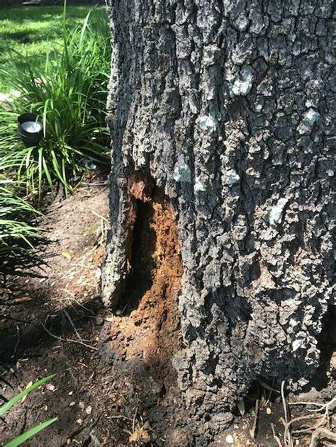 Neil Sperry Bark Losing Live Oak Could Be Rotting