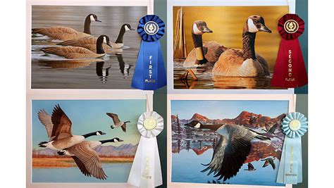 Florida Artist Wins 2022 California Duck Stamp Contest An Official