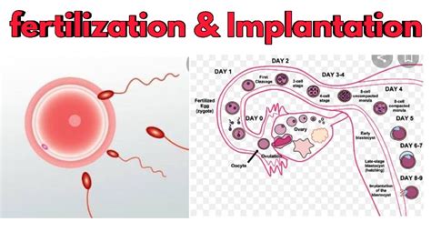 Fertilization And Implantationsr Nursing Lectures Youtube