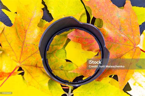 Tudung Lensa Kamera Pada Dedaunan Musim Gugur Kuning Foto Stok Unduh Gambar Sekarang Istock