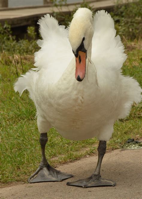 Free Images Wing White Wind Beak Fauna Swan Duck Feathers