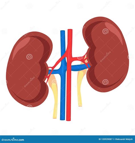 Human Anatomy Kidney Stlfinder 156