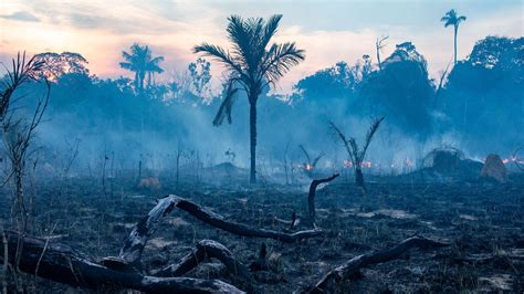 Parts Of The Amazon Rainforest Are Emitting More Carbon Dioxide