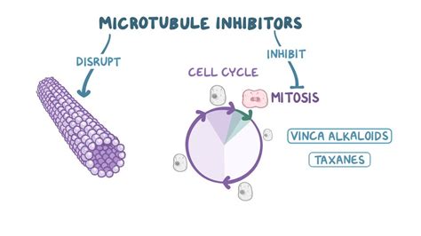 Microtubule Inhibitors Video Anatomy And Definition Osmosis