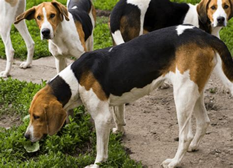 Treeing Walker Coonhound Dog Breed Information Images Characteristics