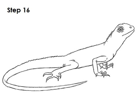 How To Draw A Lizard Video And Step By Step Pictures