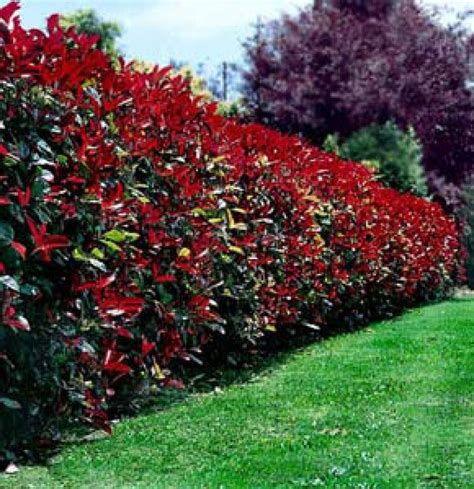 Privacy Plants Privacy Landscaping Fence Plants Front Yard