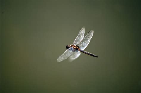 Dragonfly In Flight Free Photo Download Freeimages