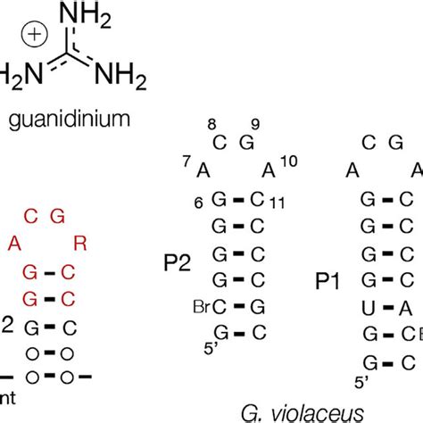 Pdf The Structure Of The Guanidine Ii Riboswitch