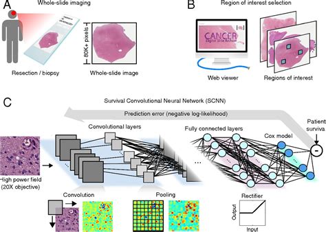 Predicting Cancer Outcomes From Histology And Genomics Using Convolutional Networks Pnas