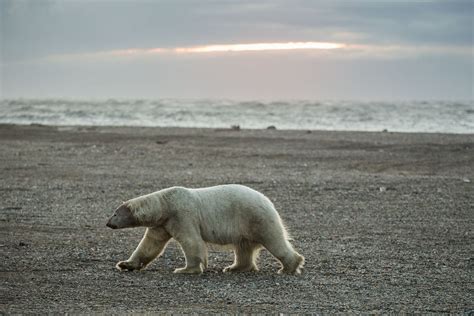 Sea Ice Has Been Keeping Polar Bears And Humans Apart — Until Now