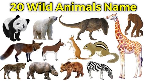 Learn 20 Wild Animals Name Animals For Kids Animals Name In