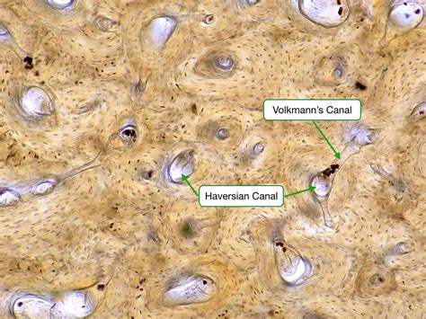 Long Bone Cross Section