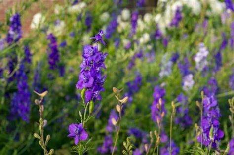 Purple Perfumes 20 Most Fragrant Purple Flowers For Your Garden