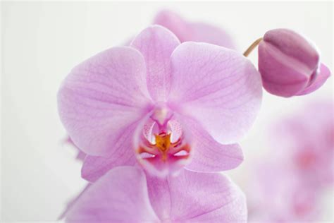 Purple Moth Orchid In Bloom Close Up Photo · Free Stock Photo