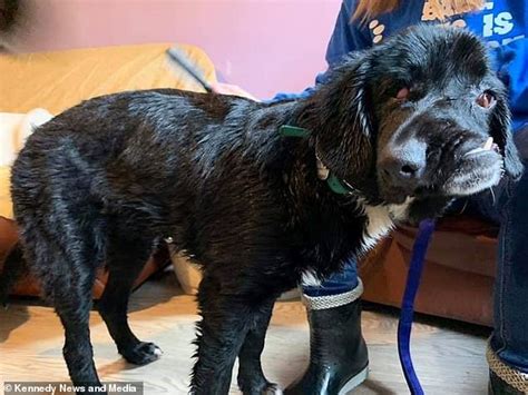 Labrador Cross Born So Badly Disfigured That Her Face Shocks People