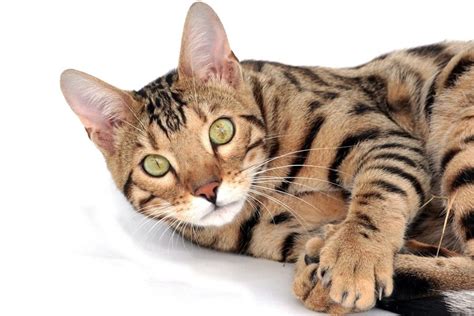 10 Exotic Cat Breeds That Make Excellent Pets Catvills