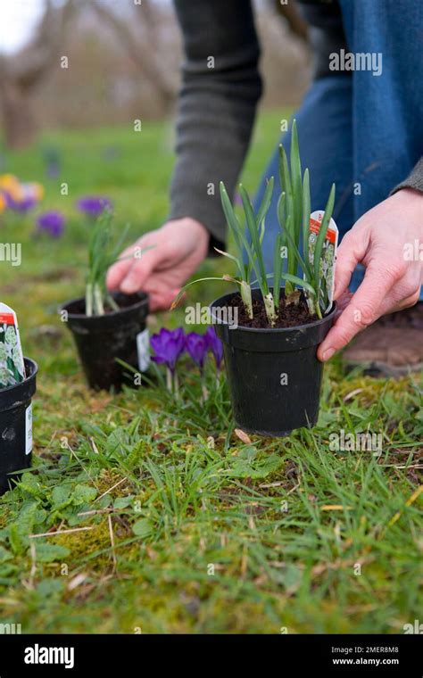 Planting Snowdrops And Crocus In The Green Stock Photo Alamy