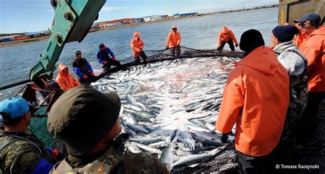Icelandic Fisheries Expand To Meet Growing Demand For Sustainable