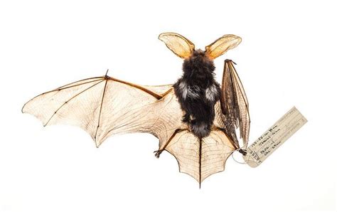 Spotted Bat By Royal Bc Museum Via Flickr Bat Museum Animals