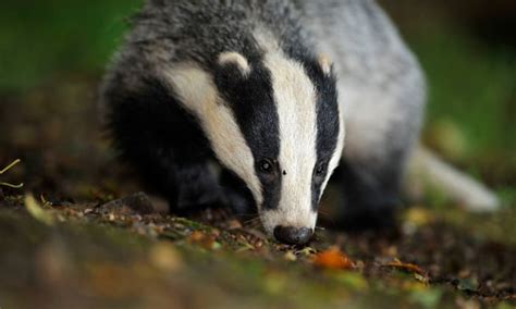 Poll Should Badger Culls Be Continued In The Uk Focusing On Wildlife