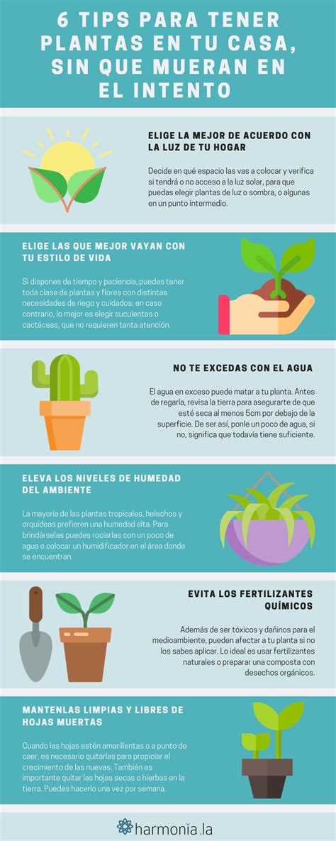 6 Tips Básicos Para El Cuidado De Las Plantas