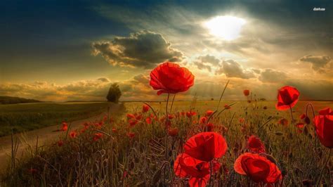 Wallpapers Poppies Wallpaper Cave