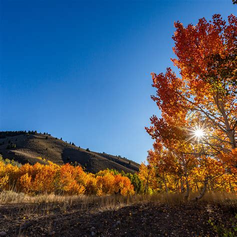 Usa Idaho Sun Valley Fall Foliage License Image 71404285 Lookphotos