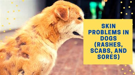 🐶 Skin Problems In Dogs Rashes Scabs And Sores Youtube