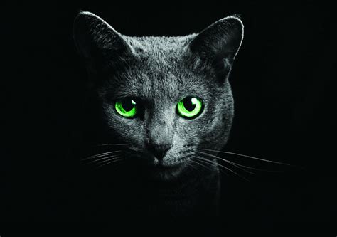 Black Cat Green Eyes Large Poster Art Print In Card Or