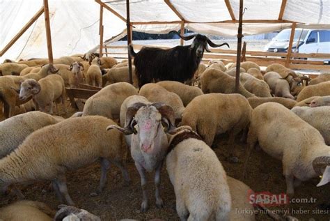 2020 ramazan bayramı ve kurban bayramı'nın ne zaman olduğunu ve kaç gün resmi tatil olacağı haberimizde. Diyanet dini günler takvimi 2020: Kurban Bayramı ne zaman ...