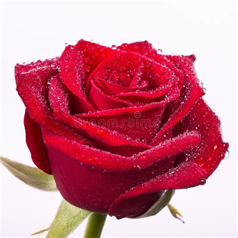 Beautiful Blood Red Rose With Water Drops Stock Photo Image Of