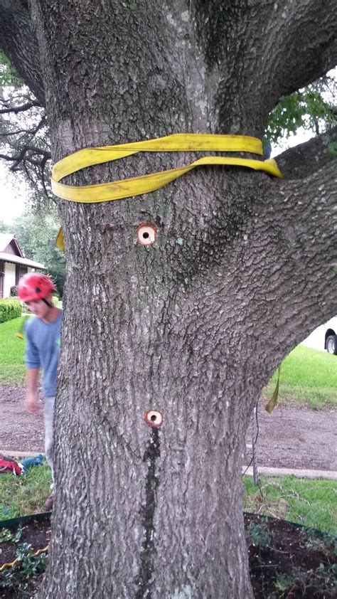 Split Tree Prevention Split Tree Repair Waco Tx