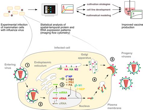 Imaging Of Influenza Virus Replication Max Planck Institute For Dynamics Of Complex Technical