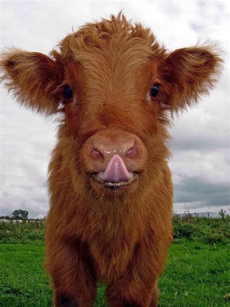 Baby Highland Cow Aww
