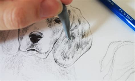 How To Draw A Dog A Step By Step Tutorial Watercolor Pet Portraits