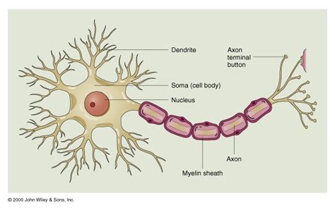 Nerve Cells Teen Brain Science
