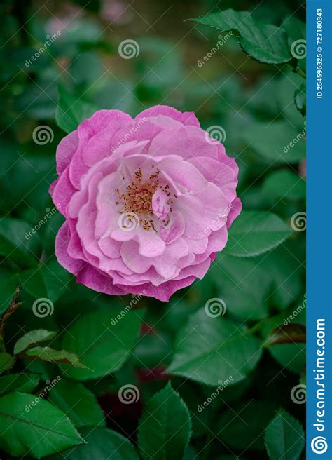 Rosa Chinensis Stock Image Image Of Leaf Petal Pink 254596325