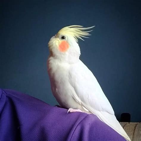 Petcoach, llc is a licensed insurance producer, not an insurer, and a wholly owned subsidiary of petco animal supplies, inc. Where to Buy a Cockatiel? A Guide to Owning and Keeping ...