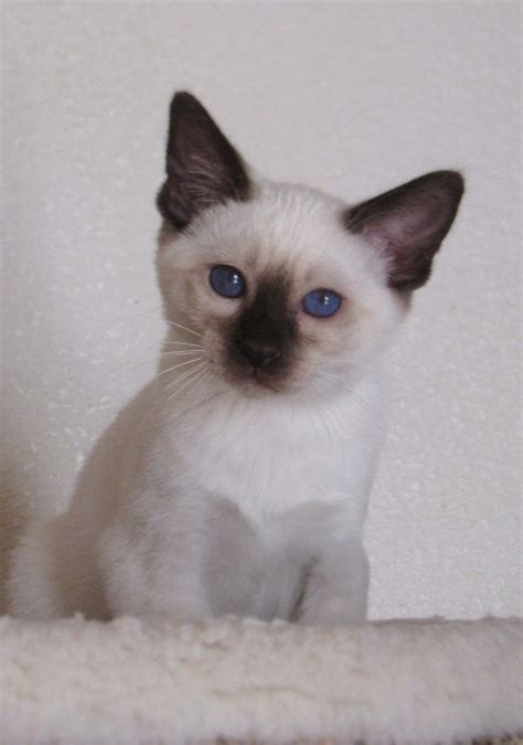 Epilepsy is a syndrome that describes the situation where a cat has recurrent seizures (also known as convulsions or fits) at intervals that may be days. Chocolate Point Siamese Cat 101 - Glamorous Cats