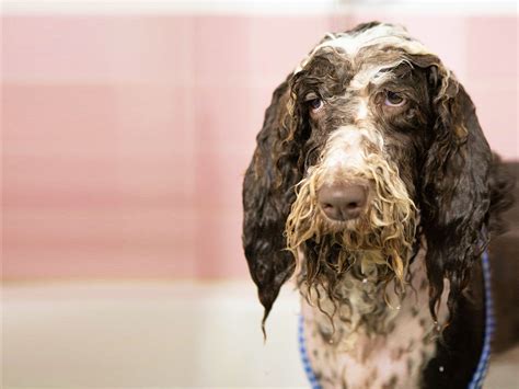 What Is Folliculitis In Dogs