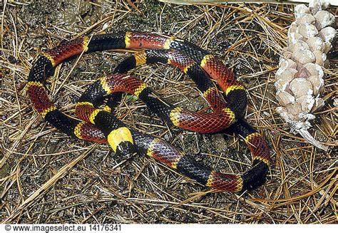 Eastern Coral Snake Eastern Coral Snakeaposematic Coloration