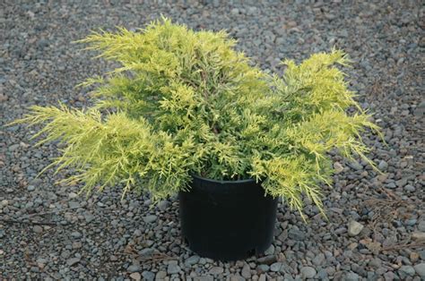 Buy Gold Lace Juniper Plants Online Stadler Nurseries