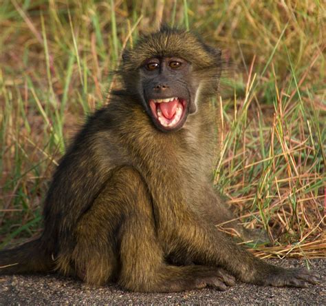 A Baby Chacma Baboon Cries At Kruger National Park South Africa