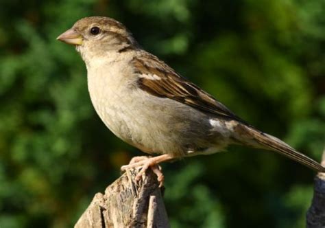 The Top 10 Most Common Birds in the UK