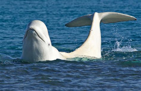Beluga Whale In Cunningham Inlet Nunavut Canada Photograph Courtesy